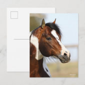 Bob Langrish | Hoofd Paint Horse Stallion Briefkaart (Voorkant / Achterkant)