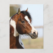 Bob Langrish | Hoofd Paint Horse Stallion Briefkaart (Voorkant)