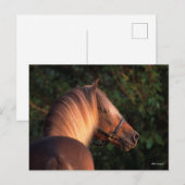 Bob Langrish | Hoofd Rocky Mountain Horse Briefkaart (Voorkant / Achterkant)