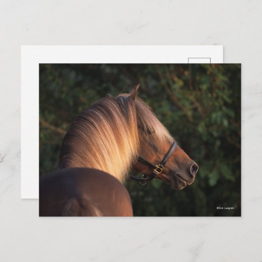 Bob Langrish | Hoofd Rocky Mountain Horse Briefkaart (Voorkant / Achterkant)