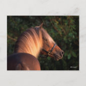 Bob Langrish | Hoofd Rocky Mountain Horse Briefkaart (Voorkant)