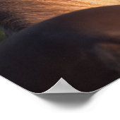 Bob Langrish | Hoofd Rocky Mountain Horse Poster (Hoek)