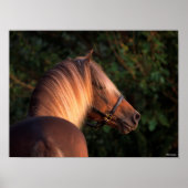 Bob Langrish | Hoofd Rocky Mountain Horse Poster (Voorkant)