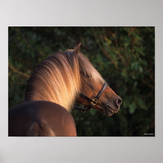 Bob Langrish | Hoofd Rocky Mountain Horse Poster (Voorkant)