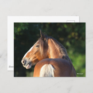 Bob Langrish Hoofd van Clydesdale Horse Briefkaart