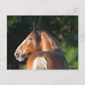 Bob Langrish | Hoofd van Clydesdale Horse Briefkaart (Voorkant)