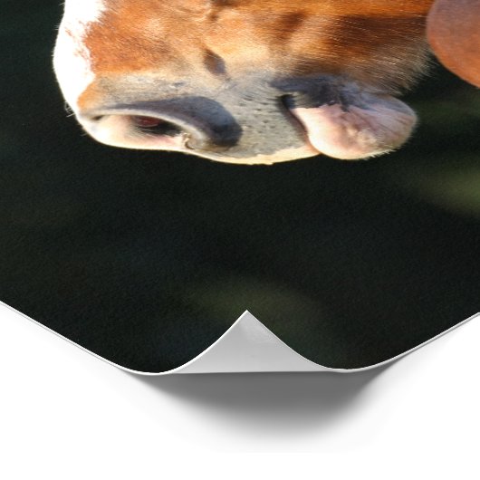 Bob Langrish | Hoofd van Clydesdale Horse Poster (Hoek)