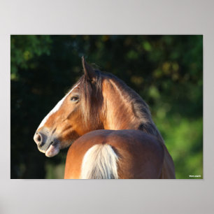 Bob Langrish   Hoofd van Clydesdale Horse Poster