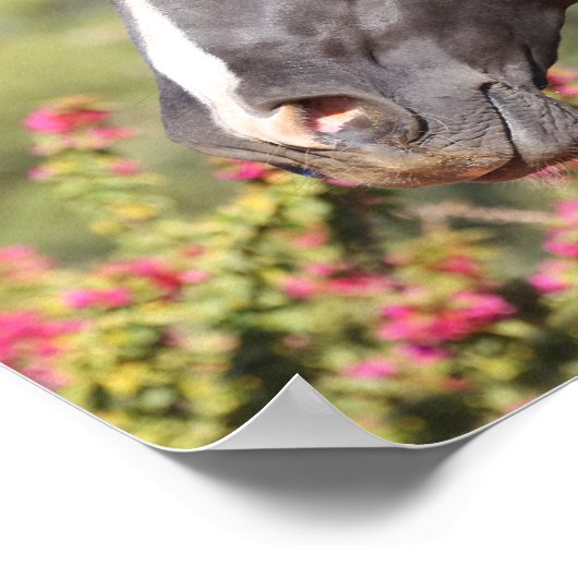 Bob Langrish | Hoofd van de Black Andalucian Stall Poster (Hoek)