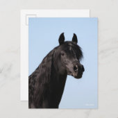 Bob Langrish | Hoofd van de Black Arab Stallion Briefkaart (Voorkant / Achterkant)