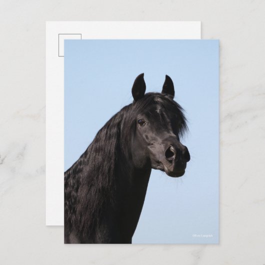 Bob Langrish | Hoofd van de Black Arab Stallion Briefkaart (Voorkant / Achterkant)
