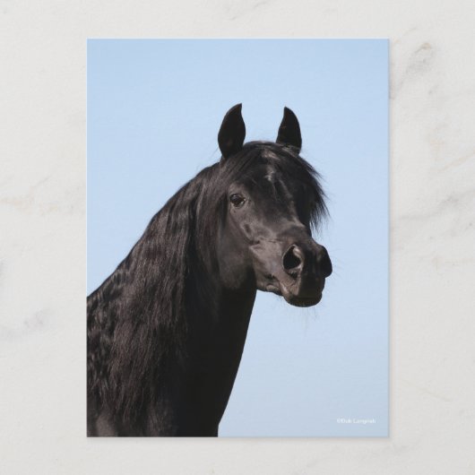 Bob Langrish | Hoofd van de Black Arab Stallion Briefkaart (Voorkant)