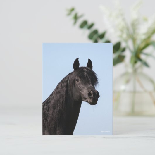 Bob Langrish | Hoofd van de Black Arab Stallion Briefkaart (Staand voorkant)