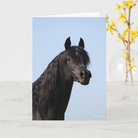 Bob Langrish | Hoofd van de Black Arab Stallion Kaart (Gele Bloem)