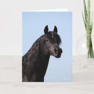 Bob Langrish   Hoofd van de Black Arab Stallion Kaart