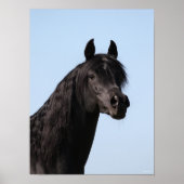 Bob Langrish | Hoofd van de Black Arab Stallion Poster (Voorkant)