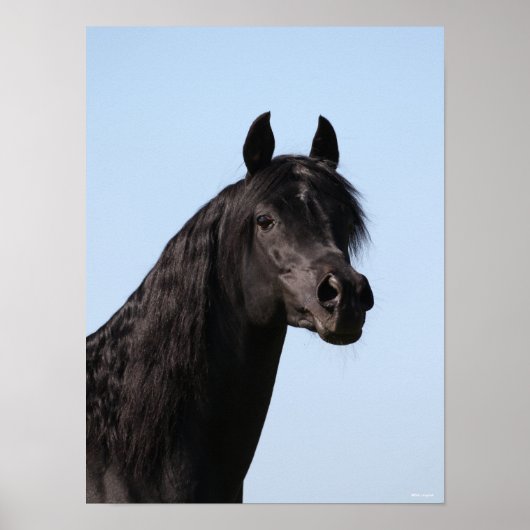 Bob Langrish | Hoofd van de Black Arab Stallion Poster (Voorkant)