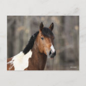 Bob Langrish | Hoofd verf paarden Briefkaart (Voorkant)