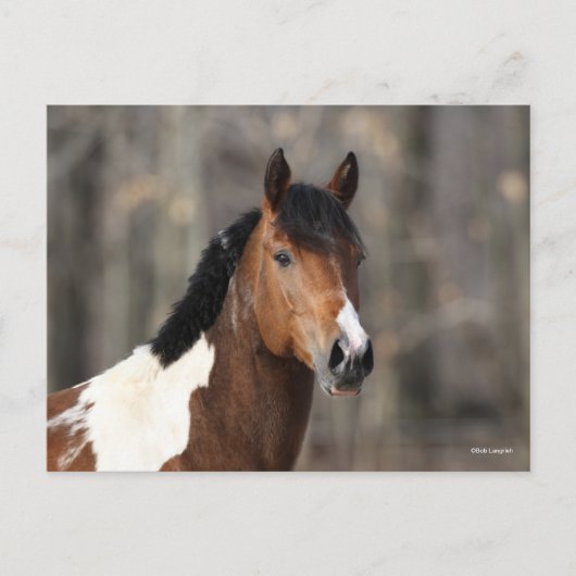 Bob Langrish | Hoofd verf paarden Briefkaart (Voorkant)