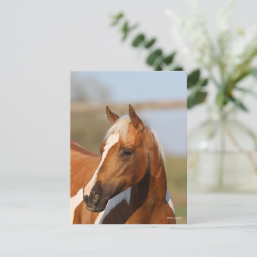 Bob Langrish | Hoofd verf paarden Briefkaart (Staand voorkant)