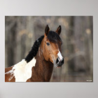 Bob Langrish | Hoofd verf paarden