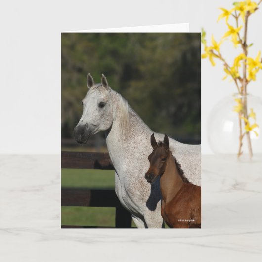 Bob Langrish | Hoofdschot van Arabische Mare en Fo Kaart (Gele Bloem)