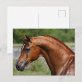 Bob Langrish | Hoofdschot van de Arabische kastanj Briefkaart (Voorkant / Achterkant)