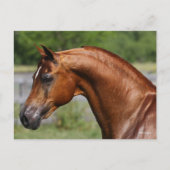 Bob Langrish | Hoofdschot van de Arabische kastanj Briefkaart (Voorkant)