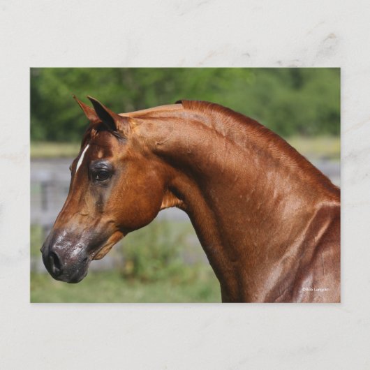 Bob Langrish | Hoofdschot van de Arabische kastanj Briefkaart (Voorkant)