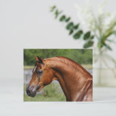 Bob Langrish | Hoofdschot van de Arabische kastanj Briefkaart (Staand voorkant)