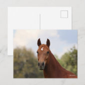 Bob Langrish | Hoofdschot van de kastanje Oldenbur Briefkaart (Voorkant / Achterkant)