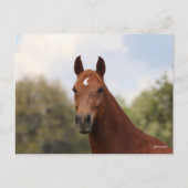 Bob Langrish | Hoofdschot van de kastanje Oldenbur Briefkaart (Voorkant)