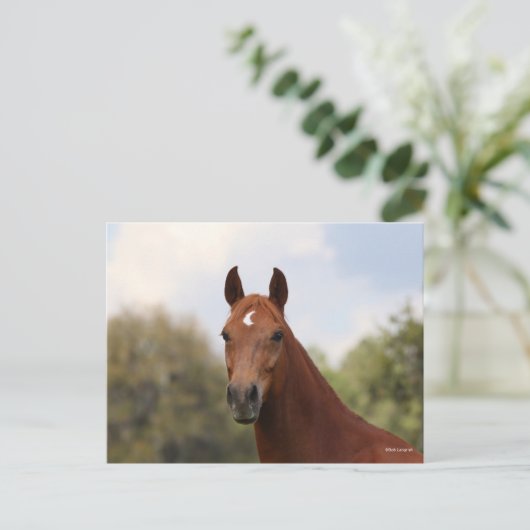 Bob Langrish | Hoofdschot van de kastanje Oldenbur Briefkaart (Staand voorkant)