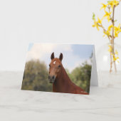 Bob Langrish | Hoofdschot van de kastanje Oldenbur Kaart (Gele Bloem)