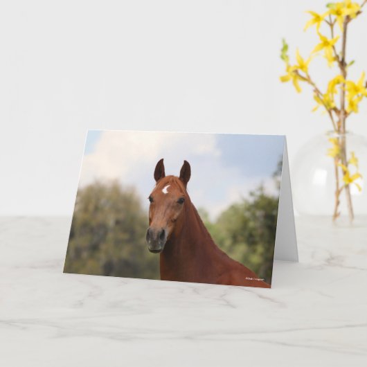 Bob Langrish | Hoofdschot van de kastanje Oldenbur Kaart (Gele Bloem)