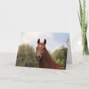 Bob Langrish   Hoofdschot van de kastanje Oldenbur Kaart