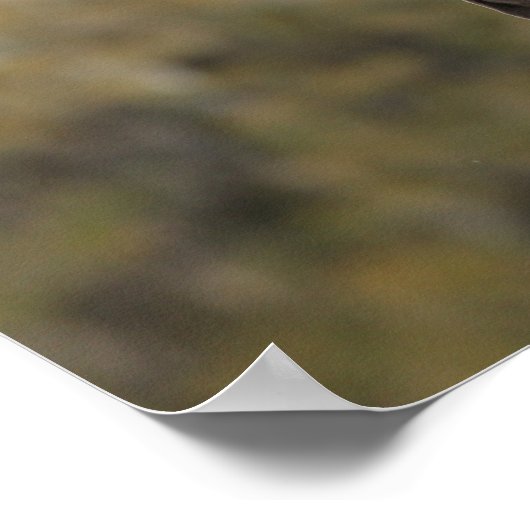 Bob Langrish | Hoofdschot van de kastanje Oldenbur Poster (Hoek)