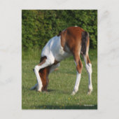 Bob Langrish | Iers grasland voor sportpaarden Briefkaart (Voorkant)