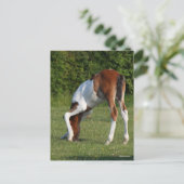 Bob Langrish | Iers grasland voor sportpaarden Briefkaart (Staand voorkant)