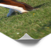 Bob Langrish | Iers grasland voor sportpaarden Poster (Hoek)