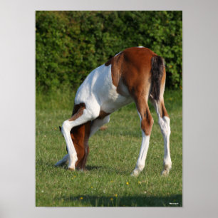 Bob Langrish   Iers grasland voor sportpaarden Poster