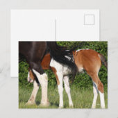 Bob Langrish | Irish Sport Horse Foal Hiding Briefkaart (Voorkant / Achterkant)