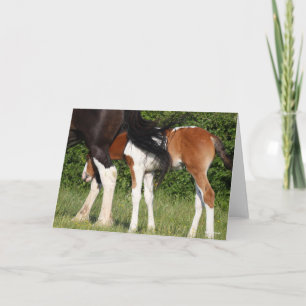 Bob Langrish   Irish Sport Horse Foal Hiding Kaart