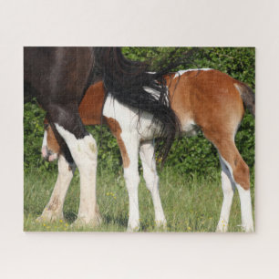 Bob Langrish   Irish Sport Horse Foal Hiding Legpuzzel