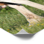 Bob Langrish | Irish Sport Horse Foal Hiding Poster (Hoek)