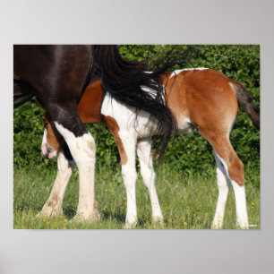Bob Langrish   Irish Sport Horse Foal Hiding Poster