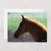 Bob Langrish | Kaas Arab Foal met achtergrondverli Briefkaart (Voorkant / Achterkant)