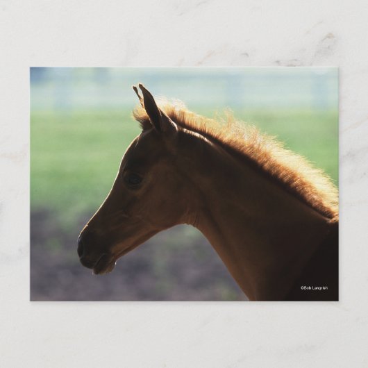 Bob Langrish | Kaas Arab Foal met achtergrondverli Briefkaart (Voorkant)