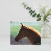 Bob Langrish | Kaas Arab Foal met achtergrondverli Briefkaart (Staand voorkant)