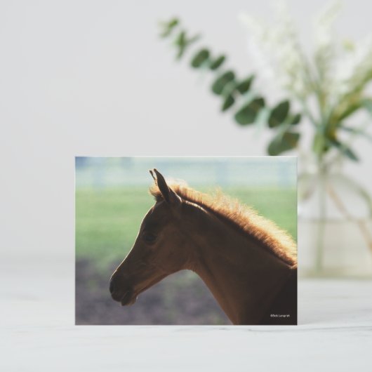 Bob Langrish | Kaas Arab Foal met achtergrondverli Briefkaart (Staand voorkant)